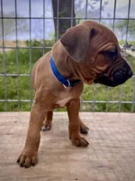 Charleston, a male Rhodesian Ridgeback for sale in Waco, TX – Photo 2 of 3