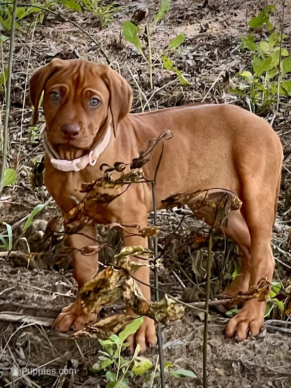 Jive – Rhodesian Ridgeback puppy for sale in Waco, TX