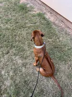 Charlee, a female Rhodesian Ridgeback for sale in Waco, TX – 4 of 4