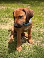 Tinker, a female Rhodesian Ridgeback for sale in Waco, TX – 2 of 9