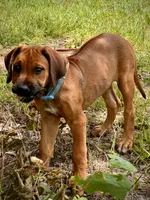 Tinker, a female Rhodesian Ridgeback for sale in Waco, TX – 8 of 9