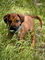 Tinker, a female Rhodesian Ridgeback for sale in Waco, TX – 7 of 9