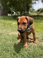 Tinker, a female Rhodesian Ridgeback for sale in Waco, TX – 9 of 9