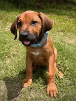 Tinker, a female Rhodesian Ridgeback for sale in Waco, TX – 4 of 9