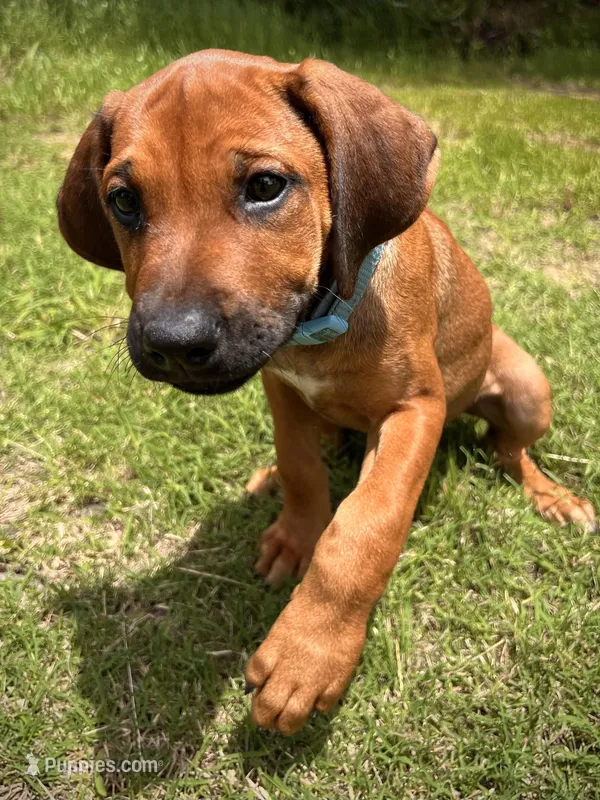 Tinker – Rhodesian Ridgeback puppy for sale in Waco, TX