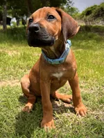 Tinker, a female Rhodesian Ridgeback for sale in Waco, TX – 3 of 9