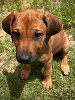 Tinker, a female Rhodesian Ridgeback for sale in Waco, TX – 5 of 9