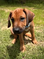 Tinker, a female Rhodesian Ridgeback for sale in Waco, TX – 6 of 9