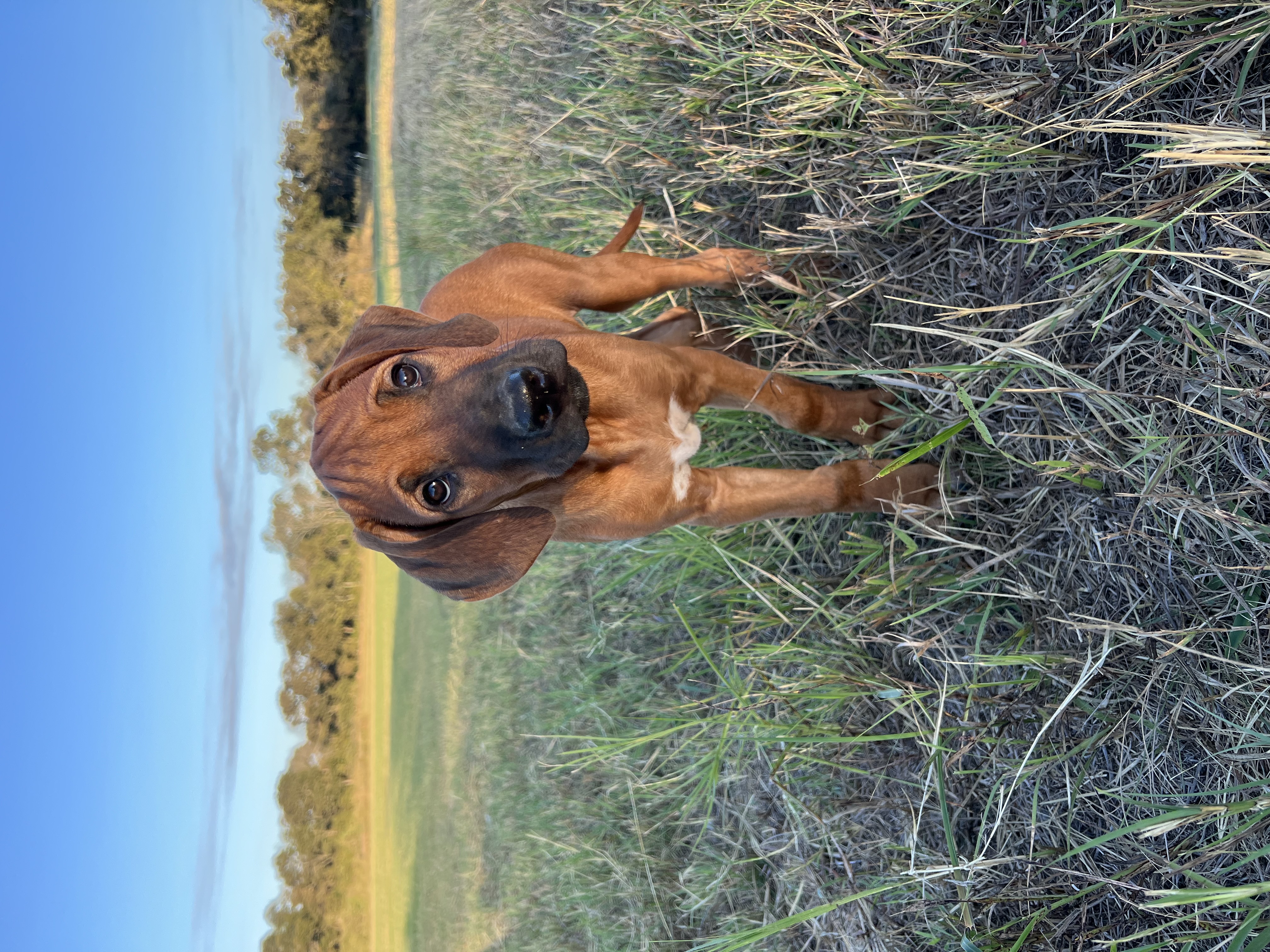 Ellie’s Black Collar Boy is a Rhodesian Ridgeback puppy for sale in ...