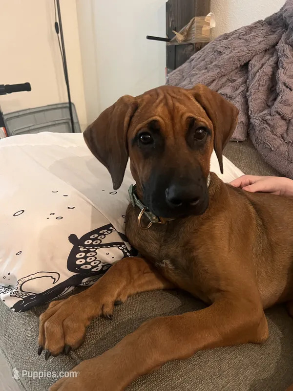 Charlee – Rhodesian Ridgeback puppy for sale in Waco, TX