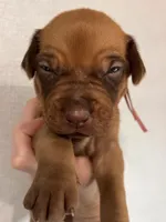 Jive, a female Rhodesian Ridgeback for sale in Waco, TX – Photo 4 of 4