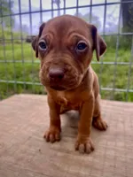 Jive, a female Rhodesian Ridgeback for sale in Waco, TX – Photo 2 of 4