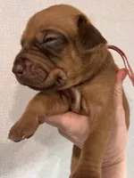Jive, a female Rhodesian Ridgeback for sale in Waco, TX – Photo 3 of 4