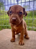 Jive, a female Rhodesian Ridgeback for sale in Waco, TX – Photo 1 of 4