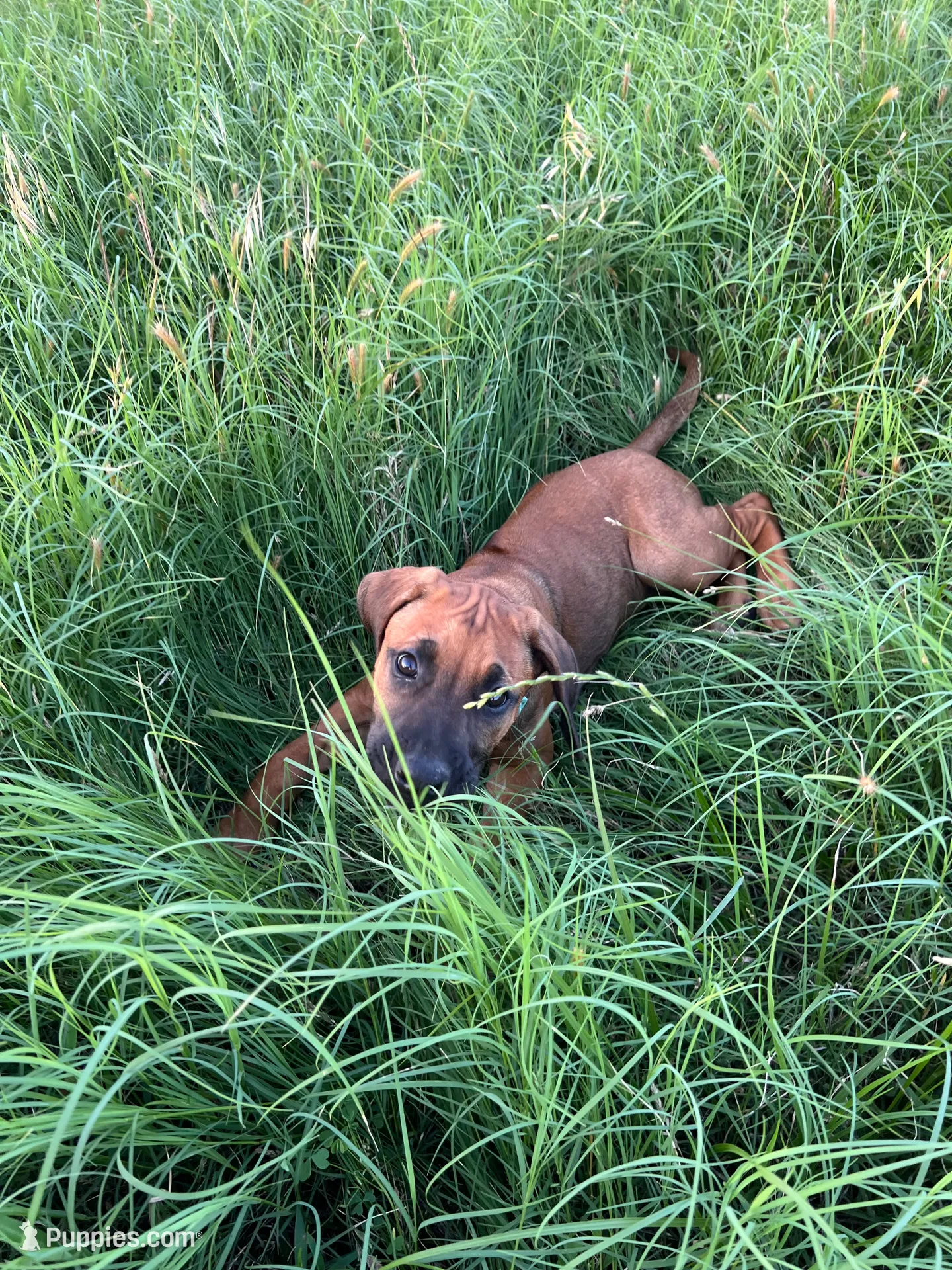 Bachata, a female Rhodesian Ridgeback for sale in Waco, TX – 5 of 6