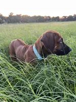 Bachata, a female Rhodesian Ridgeback for sale in Waco, TX – 2 of 6