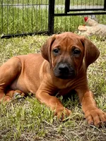Tango, a male Rhodesian Ridgeback for sale in Waco, TX – 2 of 7