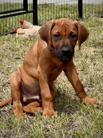 Tango, a male Rhodesian Ridgeback for sale in Waco, TX – 4 of 7