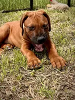 Tango, a male Rhodesian Ridgeback for sale in Waco, TX – 6 of 7