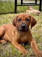 Tango, a male Rhodesian Ridgeback for sale in Waco, TX – 7 of 7