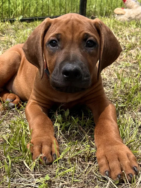 Tango – Rhodesian Ridgeback puppy for sale in Waco, TX