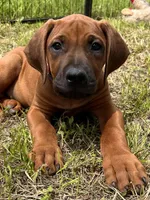 Tango, a male Rhodesian Ridgeback for sale in Waco, TX – 1 of 7