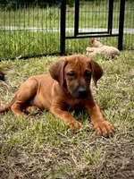 Tango, a male Rhodesian Ridgeback for sale in Waco, TX – 5 of 7