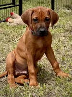 Tango, a male Rhodesian Ridgeback for sale in Waco, TX – 3 of 7