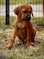 Zumba, a male Rhodesian Ridgeback for sale in Waco, TX – 2 of 6