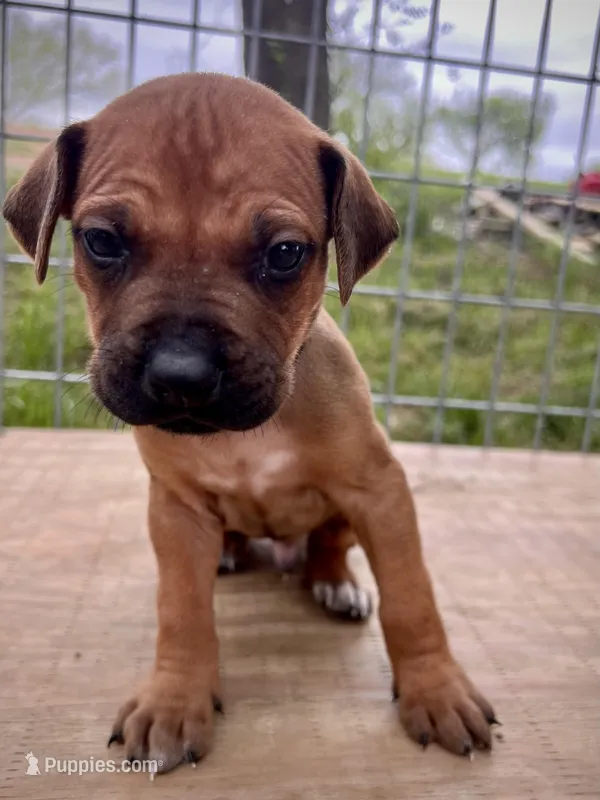Zumba – Rhodesian Ridgeback puppy for sale in Waco, TX
