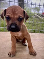 Zumba, a male Rhodesian Ridgeback for sale in Waco, TX – Photo 1 of 3