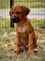 Zumba, a male Rhodesian Ridgeback for sale in Waco, TX – 3 of 6