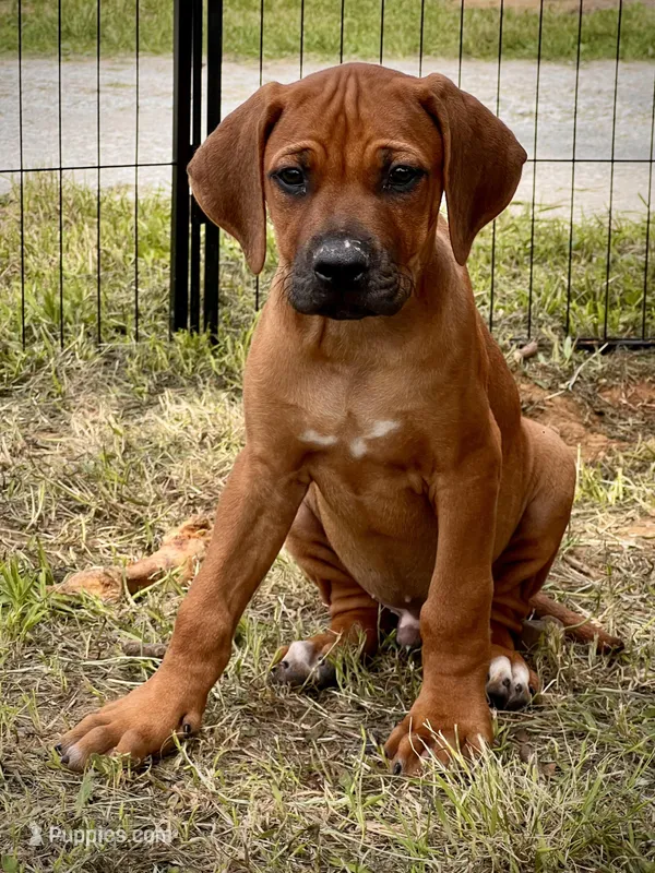 Zumba – Rhodesian Ridgeback puppy for sale in Waco, TX