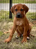 Zumba, a male Rhodesian Ridgeback for sale in Waco, TX – 1 of 6