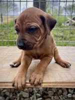Zumba, a male Rhodesian Ridgeback for sale in Waco, TX – Photo 3 of 3