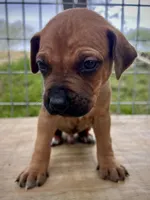 Zumba, a male Rhodesian Ridgeback for sale in Waco, TX – Photo 2 of 3