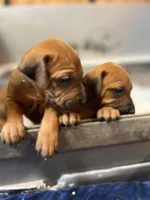Samba, a female Rhodesian Ridgeback for sale in Waco, TX – Photo 4 of 6