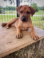 Samba, a female Rhodesian Ridgeback for sale in Waco, TX – Photo 2 of 6