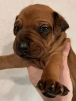 Samba, a female Rhodesian Ridgeback for sale in Waco, TX – Photo 6 of 6