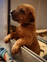 Samba, a female Rhodesian Ridgeback for sale in Waco, TX – Photo 5 of 6