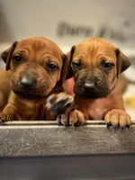 Samba, a female Rhodesian Ridgeback for sale in Waco, TX – Photo 3 of 6