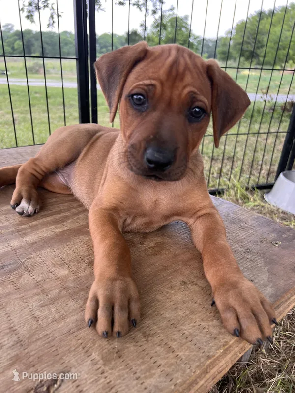 Samba – Rhodesian Ridgeback puppy for sale in Waco, TX