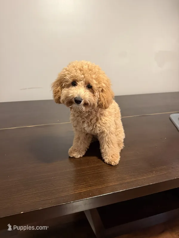 Zara – Poodle - Miniature  puppy for sale in Montevallo, AL