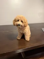 Zara, a female Poodle - Miniature  for sale in Montevallo, AL – 1 of 1