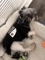 Kash, a male Yorkshire Terrier for sale in Atlanta, GA – Photo 5 of 5