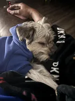 Kash, a male Yorkshire Terrier for sale in Atlanta, GA – Photo 2 of 5