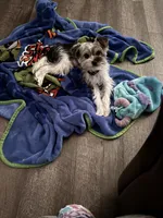 Kash, a male Yorkshire Terrier for sale in Atlanta, GA – Photo 4 of 5