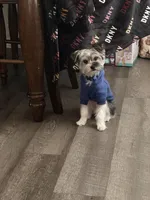 Kash, a male Yorkshire Terrier for sale in Atlanta, GA – Photo 3 of 5