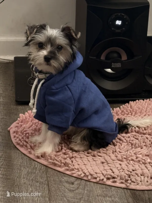 Kash, a male Yorkshire Terrier for sale in Atlanta, GA – Photo 1 of 5