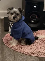 Kash, a male Yorkshire Terrier for sale in Atlanta, GA – Photo 1 of 5